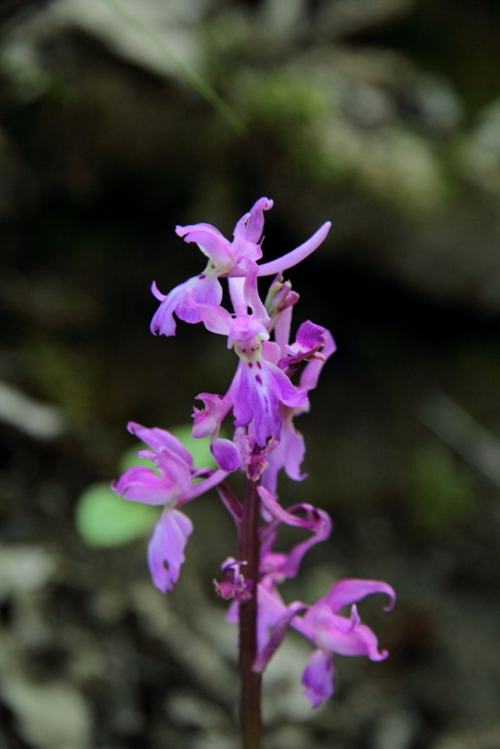 Orchidea al PNFC: quale specie?